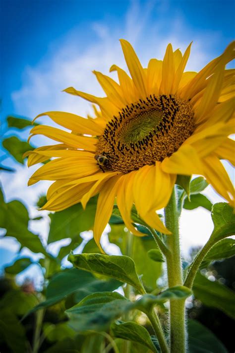 Sunflower Garden Wallpapers Wallpaper Cave