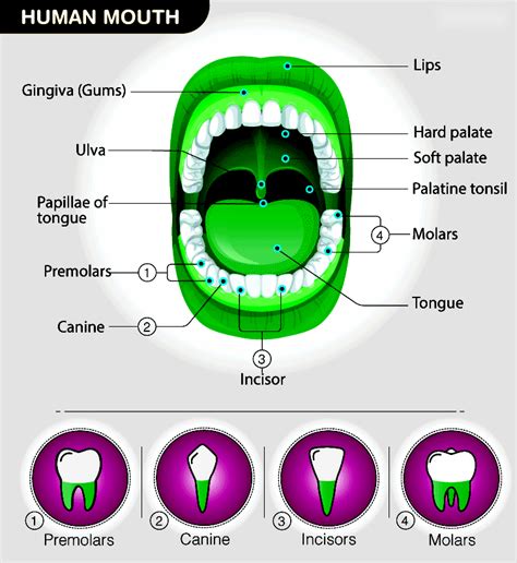 The Mouth And Buccal Cavity Understanding Its Parts And Functions