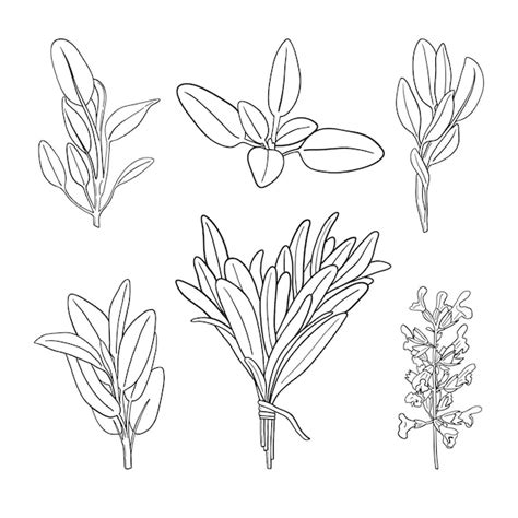 Premium Vector Set Of Medicinal And Culinary Herbs Black And White