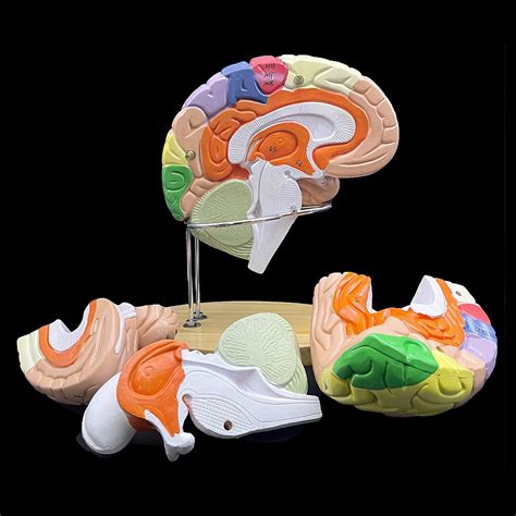 Buy Uigjiog Human Brain Model 2x D 4 Part Human Brain Modelcolor Coded