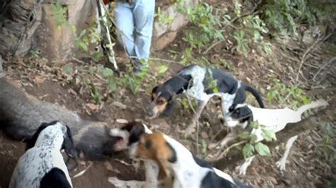 Caceria De Jabali Con Perros En Las Cierras De Mexico Youtube