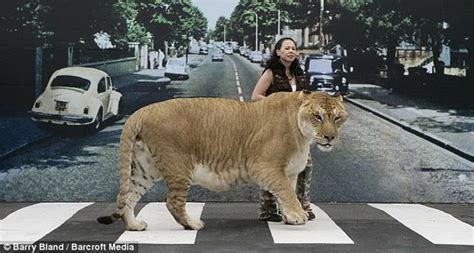 1001Archives: World's Biggest wild Cat ever