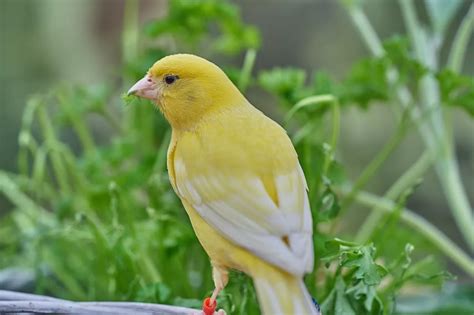 Berikut 3 Fakta Unik Dan Mengejutkan Tentang Burung Kenari Simak Ya