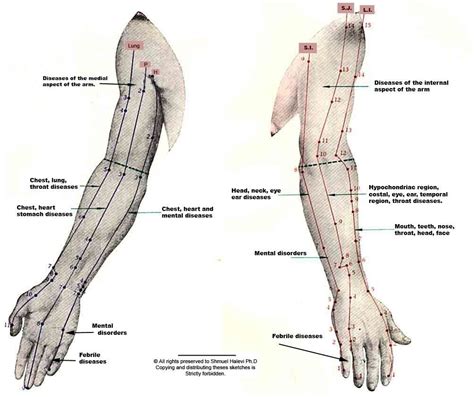 Arm Channel Points Acupressure Treatment Acupuncture Acupressure