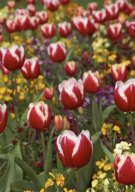 Triumph Tulip Leen Van Der Mark Caragh Nurseries