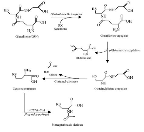 Detoxification Of Xenobiotics Through The Mercapturic Acid Pathway