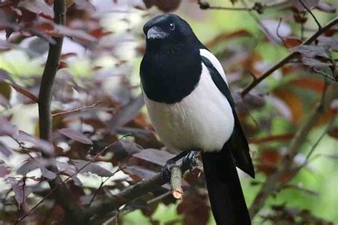 Savez vous faire la différence entre un corbeau et une corneille