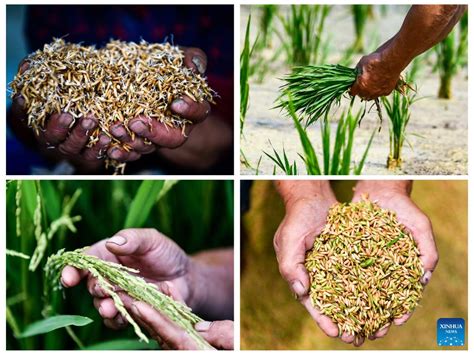 Pic Story Major Producer Of Hybrid Rice Seeds In Cengong County Sw China Xinhua