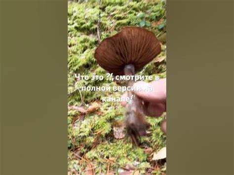 Грибная поляна #Грибы #Грибы2023 #ТихаяОхота #Грибники #Лес #Тайга # ...
