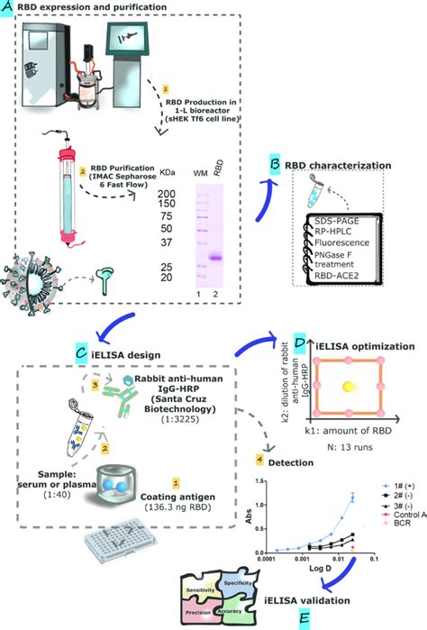 Design And Optimization Of An Igg Human Elisa Assay Reactive To