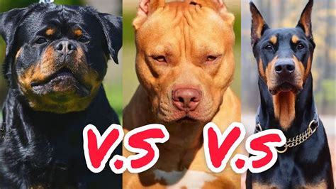 Aprender Sobre 76 Imagem Quem Ganha Rottweiler Ou Pitbull Br