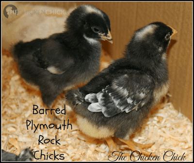 How To Sex Chickens How To Tell Male Or Female Hen Or Rooster