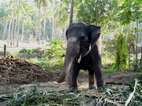 Elephants Elephants Everywhere The Big Jackfruit Tree