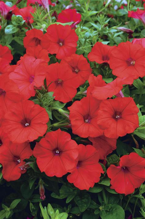 Surfinia® Red - Petunia hybrid | Proven Winners