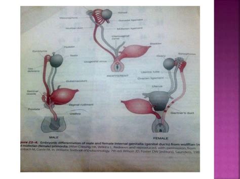 Development of gonads