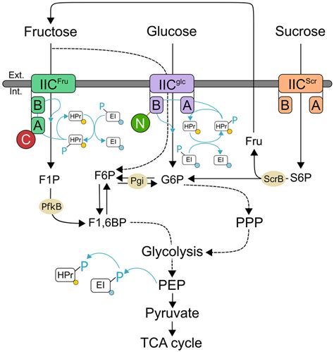 An Experiment Is Designed To Study The Mechanism Of Sucrose Uptake By