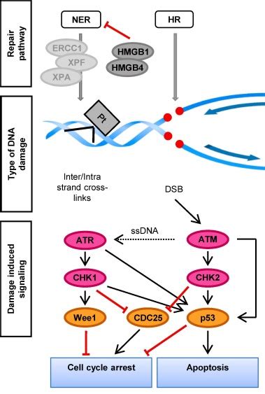 Testicular Cancer Determinants Of Cisplatin Sensitivity And Novel