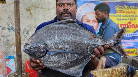 KASIMEDU SPEED SELVAM BIG POMFRET FISH CUTTING VIDEO 4K VIDEO