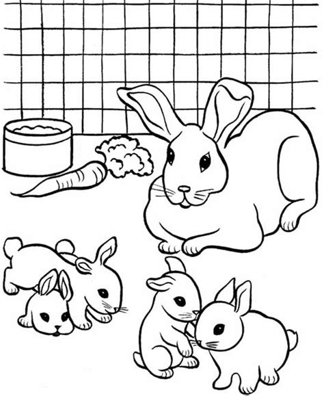 Breeding Pet Rabbit Coloring Page : Coloring Sky