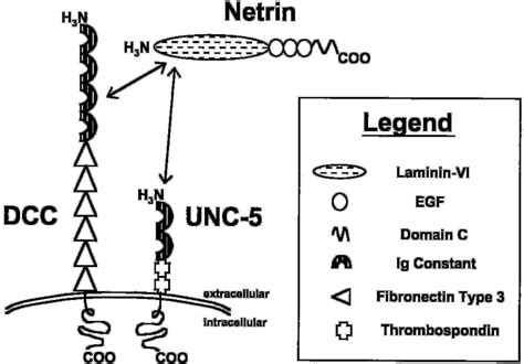 Domain Architecture Of Netrin And Its Receptors Dcc And Unc5 Domain