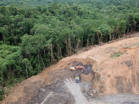 Countries Pledge To End Deforestation By In Historic