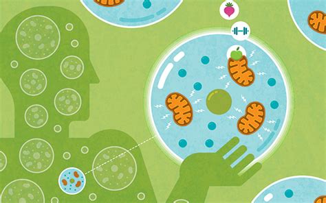 The Care And Feeding Of Your Mitochondria