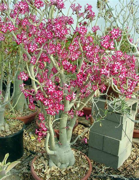 Adenium multiflorum - Alchetron, The Free Social Encyclopedia