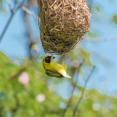30 Bird With Yellow Tip On Tail Stock Photos Pictures And Royalty Free