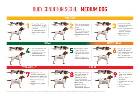 royal canin body scale chart Free 7 sample stool color chart templates ...