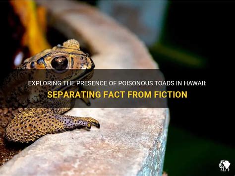 The Anonib Hawaii Controversy: Fact vs. Fiction - jngwhi8