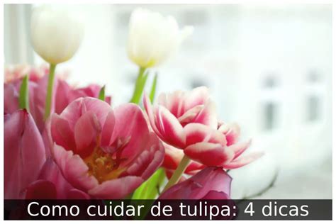 Introduzir Imagem Tulipa Gosta De Sol Br Thptnganamst Edu Vn