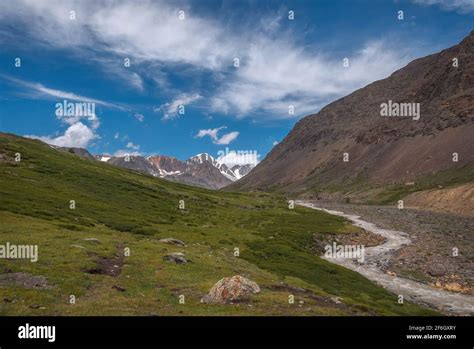 Dwarf Birch Tree Hi Res Stock Photography And Images Alamy