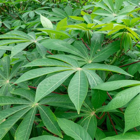 Cassava Plant