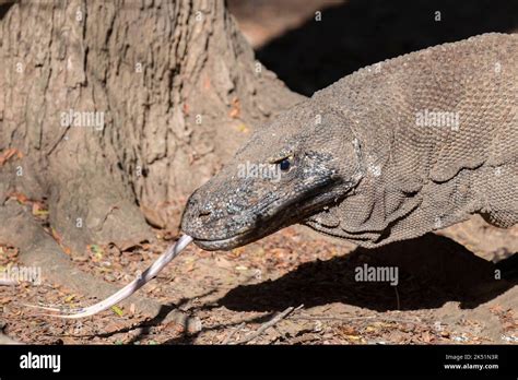 Indonesien Komodo Insel Komodo Nationalpark Loh Liang Komodo Drache