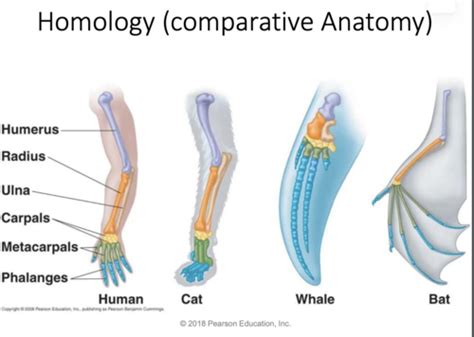 Chapter 1 Intro To Anatomy Flashcards Quizlet