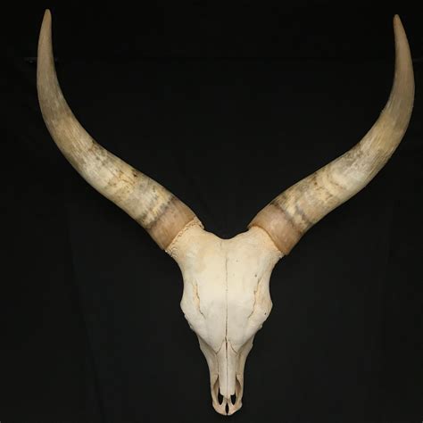 Stunning Watusi skull, fabulous horns, available for purchase at natur