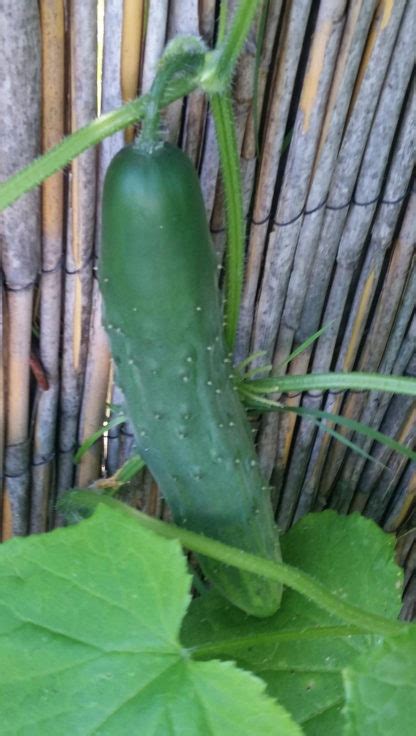 Cucumber Marketmore 76 St Clare Heirloom Seeds