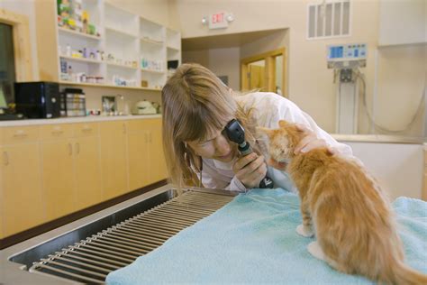 How To Prepare Your Kitten For Its First Vet Visit