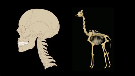 Fact Check: Giraffes Have Exactly the Same Number of Neck Bones as Humans