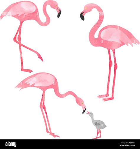 Set Of Watercolor Flamingos Isolated On White Vector Illustration Of