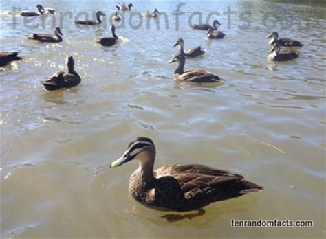 Pacific Black Duck - Ten Random Facts