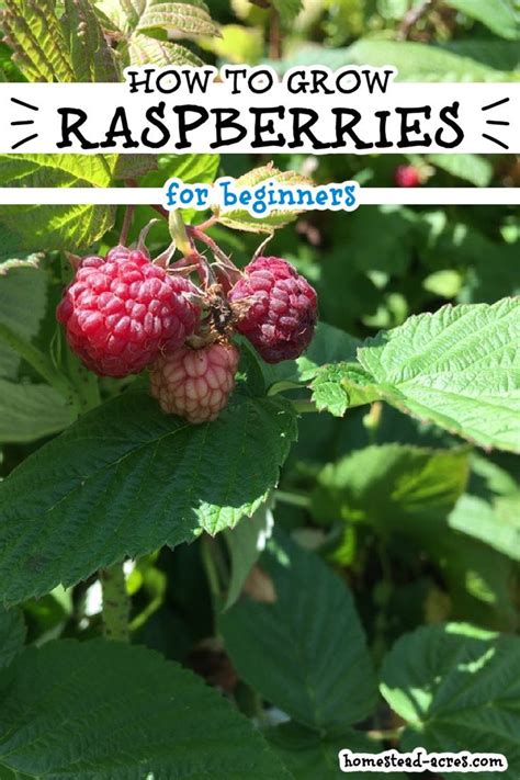 How To Grow Raspberries Artofit