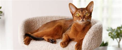 Abyssinian Complete Breed Guide Pet Better With Pet Circle