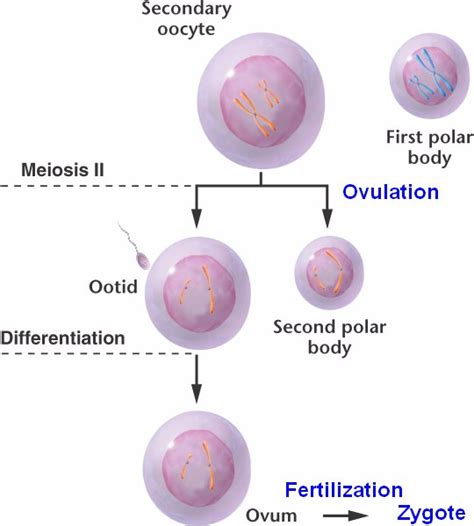 oogenesisiihtml  oogenesisiijpg