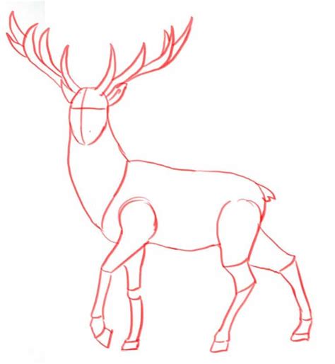 How To Draw A Deer Step By Step For Beginners Artofit