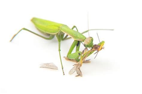 Grasshopper On Smooth Background Images Free Download On Freepik