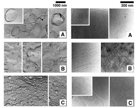 Left Freeze Fracture Electron Micrographs Of A 45 Mm Dmpg Dispersion