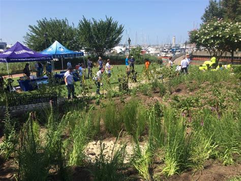 New Rain Gardens Join Trash Wheel At Baltimore Harbor Chesapeake Bay