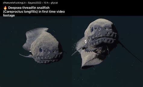 Best 13 10 Fish That Can Change Their Sex Surprising Facts Artofit