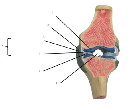 Synovial Joint Part 2 Flashcards Quizlet